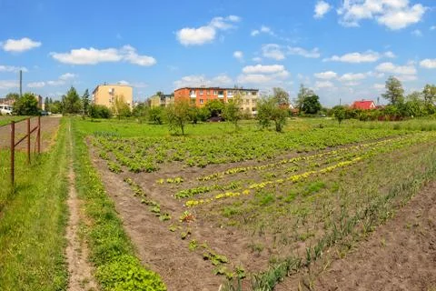 Vegetable garden Stock Photos