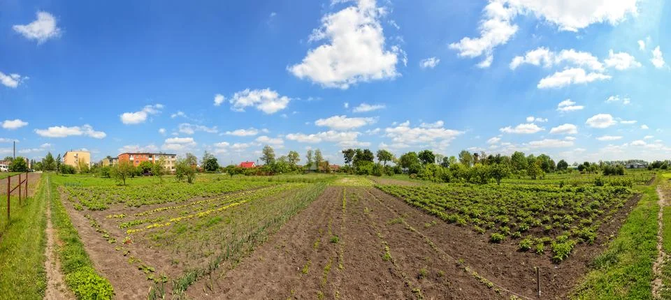 Vegetable garden Stock Photos