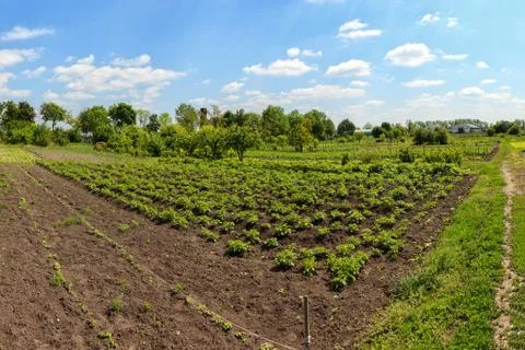 Vegetable garden Stock Photos