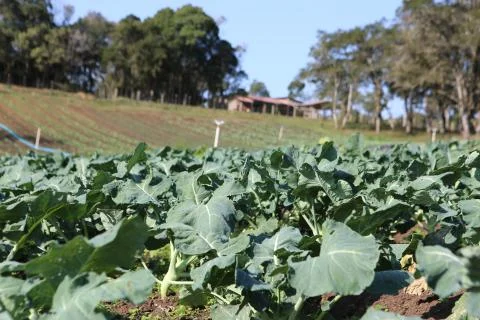 Vegetable garden Stock Photos