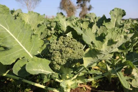 Vegetable garden Stock Photos