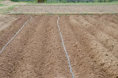 Vegetable garden Stock Photos