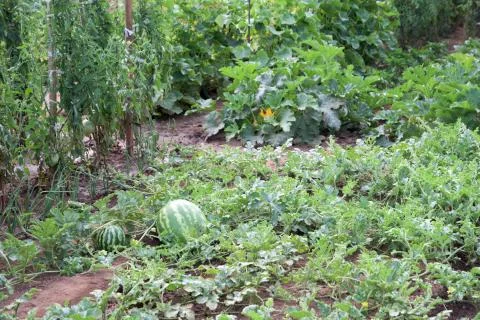 Vegetable garden Foto stock
