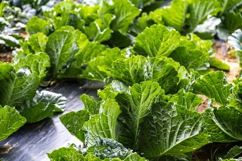 Vegetable garden Stock Photos