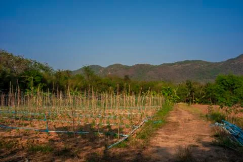 Vegetable garden Stock Photos
