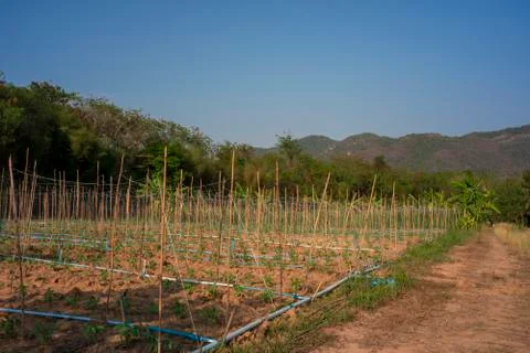 Vegetable garden Stock Photos