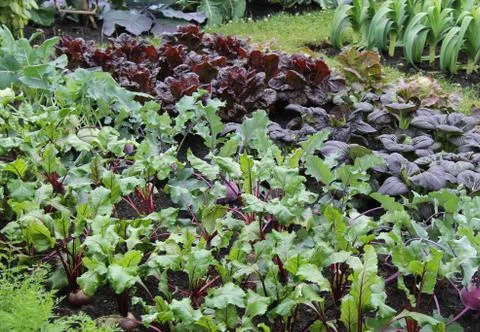Vegetable Garden. Stock Photos