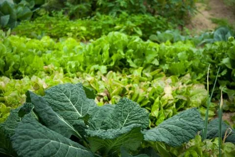 Vegetable garden Фото