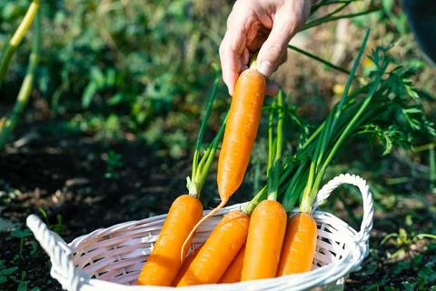 Vegetable garden Stockfoto's