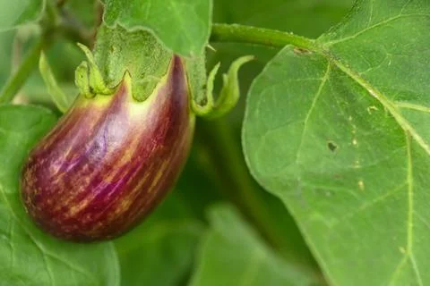 Vegetable  garden Stock Photos