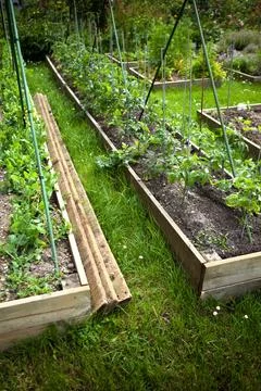 Vegetable garden Stock Photos
