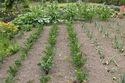 Vegetable Garden. Фото