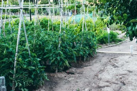 Vegetable garden planted with different vegetables on cultivated land. Stock Photos