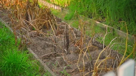 A vegetable garden with potatoes ready to dig. The beginning of the potato Stock Footage 319004910