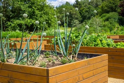 Vegetable garden with raised beds in the backyard with cabbage and peppers Stock Photos
