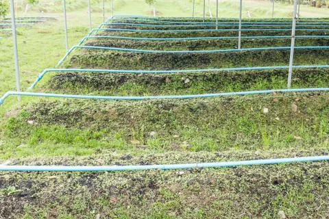 Vegetable garden in rows. Stock Photos