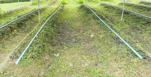 Vegetable garden in rows. Stock Photos