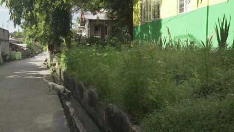 Vegetable Garden in Samar, Philippines Stock Footage 229661065