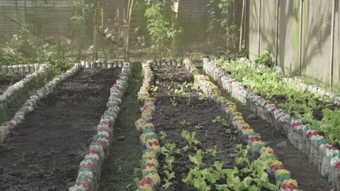 Vegetable Garden in Samar, Philippines Stock Footage 229661195