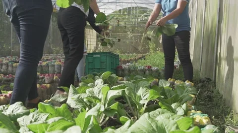 Vegetable Garden in Samar, Philippines Stock Footage 229661225