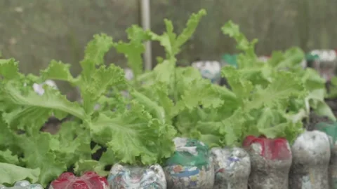 Vegetable Garden in Samar, Philippines Stock Footage 229661362