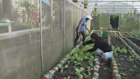 Vegetable Garden in Samar, Philippines Stock Footage 229661394