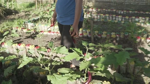 Vegetable Garden in Samar, Philippines Stock Footage 229661508