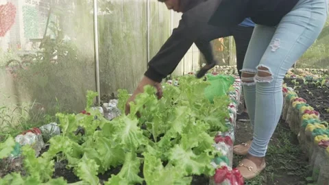 Vegetable Garden in Samar, Philippines Stock Footage 229661553