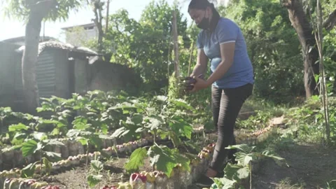Vegetable Garden in Samar, Philippines Stock Footage 229661594