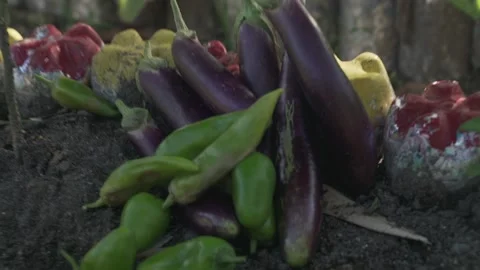 Vegetable Garden in Samar, Philippines Stock Footage 229661606