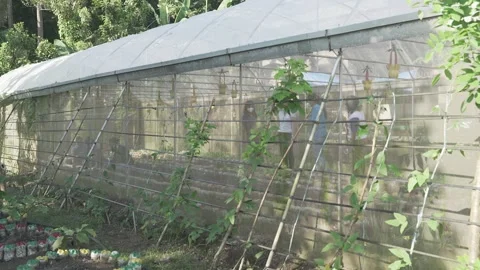Vegetable Garden in Samar, Philippines Stock Footage 229661730