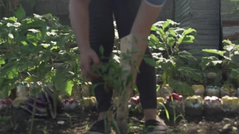Vegetable Garden in Samar, Philippines Stock Footage 229661771