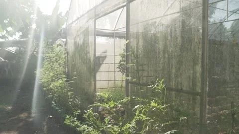 Vegetable Garden in Samar, Philippines Stock Footage 229661803