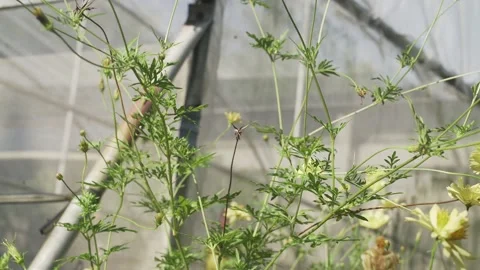 Vegetable Garden in Samar, Philippines Stock Footage 229661936