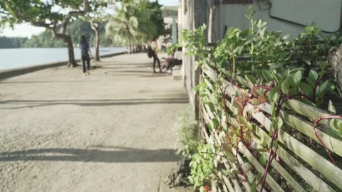 Vegetable Garden in Samar, Philippines Stock Footage 229662845