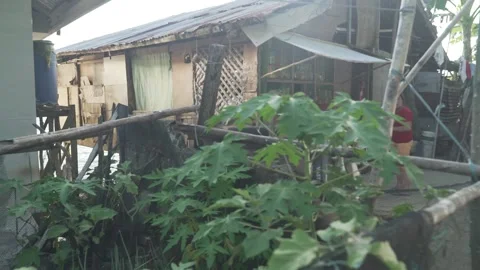 Vegetable Garden in Samar, Philippines Stock Footage 229663032