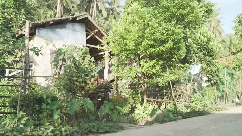 Vegetable Garden in Samar, Philippines Stock Footage 229663089