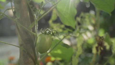 Vegetable Garden in Samar, Philippines Stock Footage 229663130