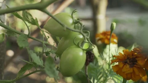 Vegetable Garden in Samar, Philippines Stock Footage 229663146