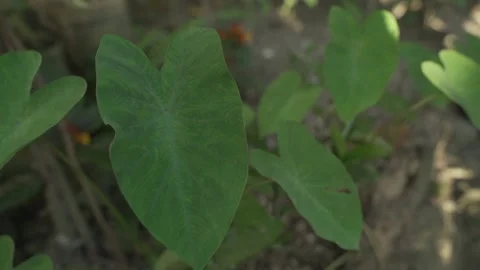Vegetable Garden in Samar, Philippines Stock Footage 229663169