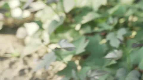 Vegetable Garden in Samar, Philippines Stock Footage 229663184