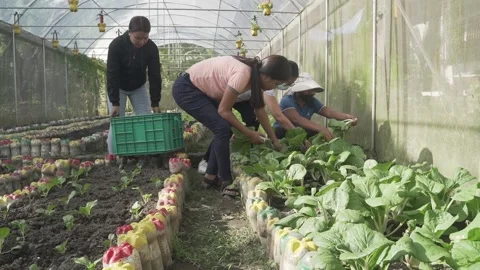 Vegetable Garden in Samar, Philippines Stock Footage 229669279