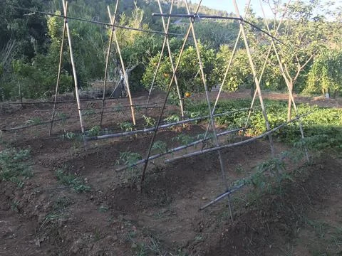 Vegetable garden various Stock Photos
