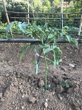 Vegetable garden various Stock Photos