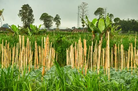 Vegetable Garden In Village In Centra Java, Indonesia Fotos Stock