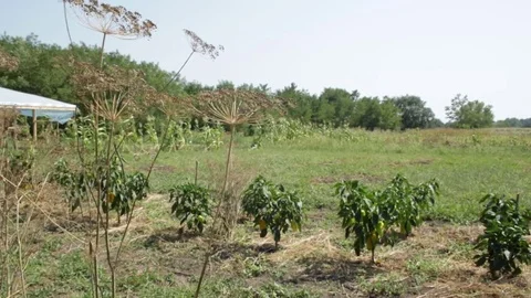 Vegetable garden in the village 動画素材 79754969