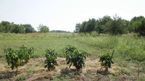 Vegetable garden in the village 库存影片 79755045