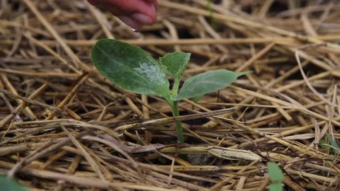 Vegetable garden watering sprount tree 스톡 동영상 84068929