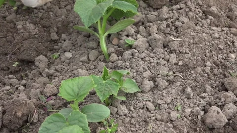 Vegetable Garden Weeding on a cloudy day Stock Footage 239704650