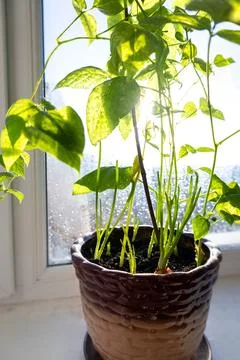 Vegetable garden on the window concept. Droped onion in the pot on the window Stock Photos